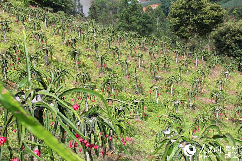 贵州望谟:灾后重建火龙果基地 已种植3000余亩