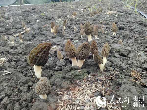 "羊肚菌"在黔西南试种成功 远销俄罗斯和美国