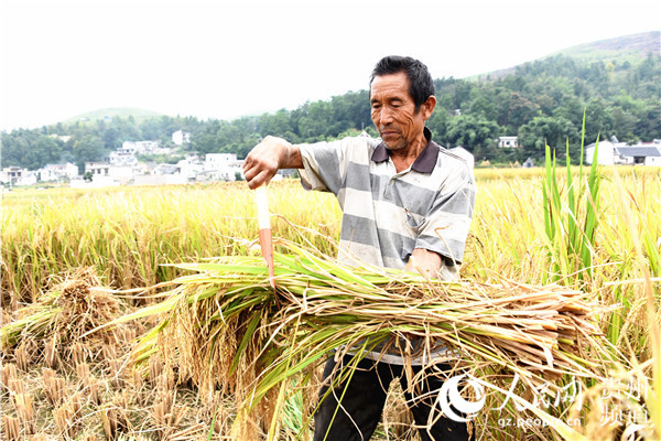 孟寨村頂桐組收割水稻的謝傳忠收割水稻的場景（陳亞林 攝）